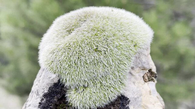 Macro details of the light green toned stone moss species
