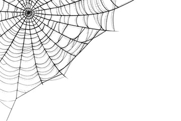 spider and web,  Spider web on transparent background, spider web