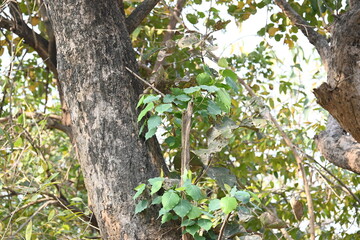 Ficus religiosa tree growing on another 
tree trunk. Its seeds germinate in the hollow of the trees and slowly cover the whole tree. It's other name bodhi tree, pippala tree, peepul tree or ashwattha 