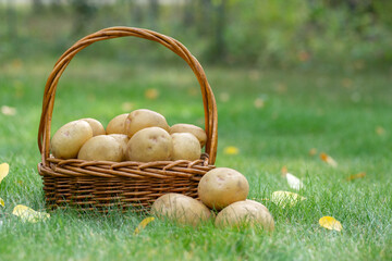 Wicker basket with homegrown organic Yukon Gold potatoes on the green grass in fall with yellow...