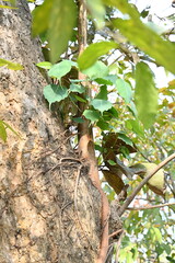 Ficus religiosa tree growing on another 
tree trunk. Its seeds germinate in the hollow of the trees...