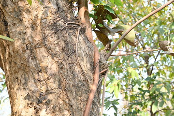 Ficus religiosa tree growing on another 
tree trunk. Its seeds germinate in the hollow of the trees and slowly cover the whole tree. It's other name bodhi tree, pippala tree, peepul tree or ashwattha 