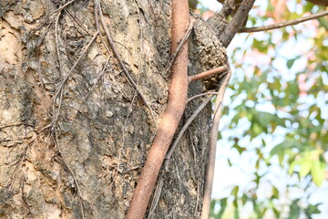 Ficus religiosa tree growing on another 
tree trunk. Its seeds germinate in the hollow of the trees and slowly cover the whole tree. It's other name bodhi tree, pippala tree, peepul tree or ashwattha 