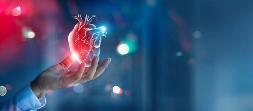 Cardiovascular diseases concept, Hand of doctor holding colorful heart illness abstract, Medical technology and healthcare treatment to diagnose heart disorder for  wellbeing, healthy lifestyle.