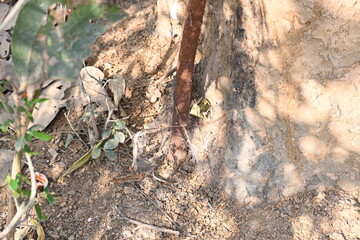 Ficus religiosa tree growing on another 
tree trunk. Its seeds germinate in the hollow of the trees and slowly cover the whole tree. It's other name bodhi tree, pippala tree, peepul tree or ashwattha 