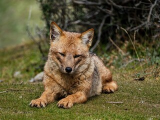 single adult fox in patagonia nature