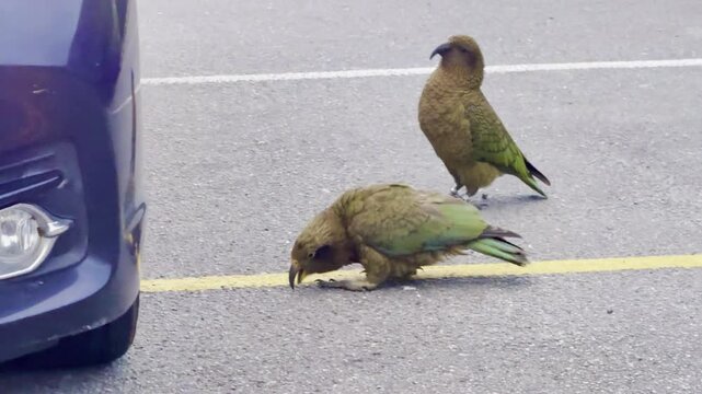 Close-up of a cheeky female kea parrot with a juvenile walking on the street spotted in Arthur's Pass Village near Arthur's Pass National Park, Christchurch, New Zealand