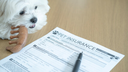A small dog curiously watching its owner fill out a pet insurance form, highlighting proactive pet...