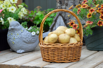 Wicker basket with homegrown organic Yukon Gold potatoes on the wooden deck in the autumn garden....