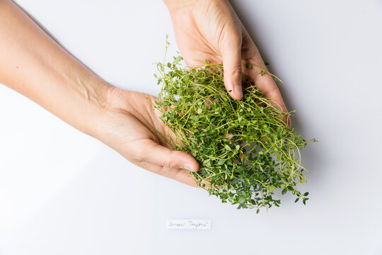 Hands holding bunch of lemon thyme isolated on white