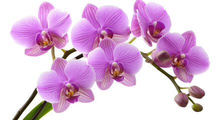 Orchid blooming display nature floral photography bright background. Isolated on transparent background, png.