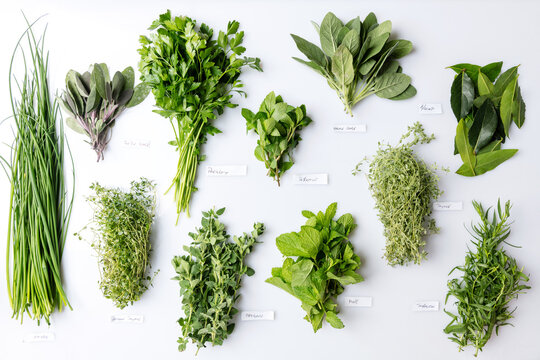 Green herbs - Powered by Adobe