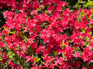 赤色の小さなツツジの花