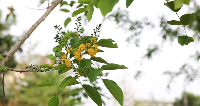 Bright yellow Padauk flowers with buds are in full bloom on the tree and swaying beautifully in the morning breeze. (Pterocarpus macrocarpus) For the Myanmar water festival (Thingyan).