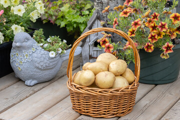 Wicker basket with homegrown organic Yukon Gold potatoes on the wooden deck in the autumn garden....