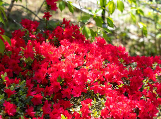 赤色の小さなツツジの花