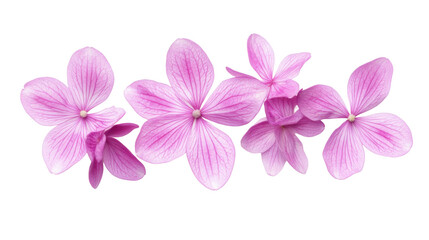 Obraz premium Vibrant pink flower arrangement nature studio floral photography. Isolated on transparent background, png.