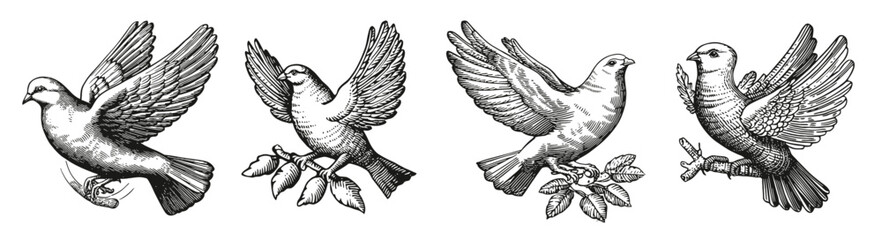 Vintage Illustrations of Diverse Birds in Various Flying Poses, Logo Design, Hand drawing Engraving, Vector Illustration Isolated Object