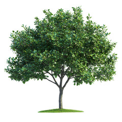 Apple tree png garden tree png lush apple tree png green fruit tree png 3d orchard tree png fresh apple tree png transparent background image