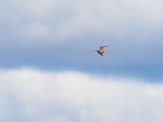 Common greenshank (Tringa nebularia) in flight, spring migration, Sweden