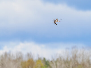 Common greenshank (Tringa nebularia) in flight, spring migration, Sweden
