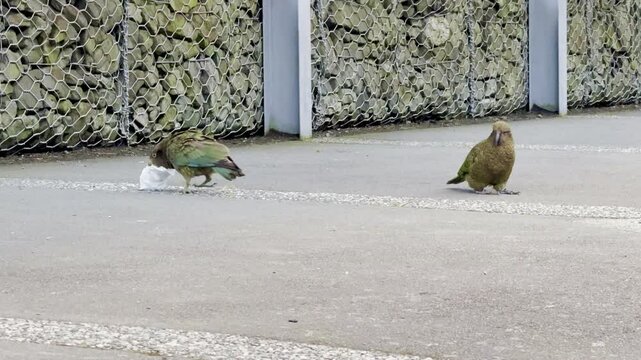 A curious kea picks up a piece of rubbish, a well-known mischievous behaviour, at Arthur's Pass, South Island, New Zealand.