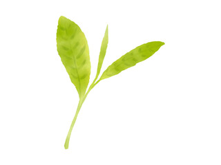 tea leaves お茶　葉っぱ　一芯ニ葉