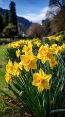 Bright yellow daffodils bloom in a lush garden setting, with mountains in the background