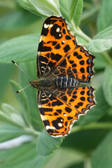 Closeup on a Map butterfly, Araschnia levana with spread wings