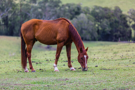 Brown horse in green paddock