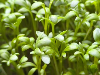 Fresh organic microgreens. Healthy and vegan food concept.