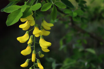 Golden shower tree with yellow flowers in the garden. Cassia fistula in bloom also called purging cassia, Indian laburnum, or pudding-pipe tree 
