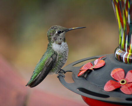 hummingbird feeding on a bird feeder
