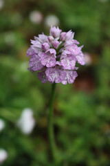 Close-up of Orchis purpurea. Pink Lady orchid in the meadow on selective focus