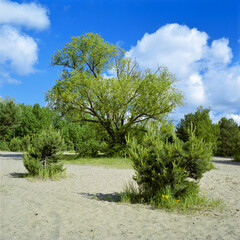 Trees on a sandy clearing in a summer forest