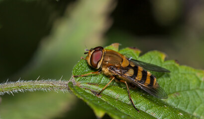 Syrphus torvus. A two-winged insect in its natural environment. Beautiful macro photography.