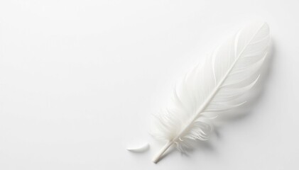 Obraz premium Crisp white feathers against a stark white background, bird, clean, studio