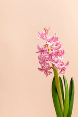 Single blooming pink hyacinth on soft peach background with copy space. For spring design projects.