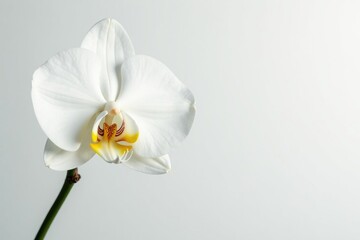 Naklejka premium Delicate white orchid blossom against pure white backdrop, orchid, fresh