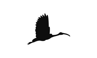 Flying African sacred ibis bird Silhouette Design  And Vector Illustration. 