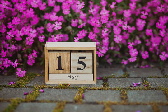 15 May, International Family Day, honors unity, heritage and milestones, wooden calendar blocks outdoors in a pink bush showing the date 15th May with copy space, Peace Officers Memorial Day