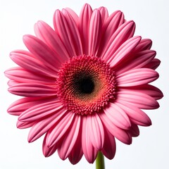 Single pink gerbera daisy bloom