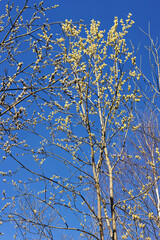 Salix caprea flowering in a clear blue sky with yellow catkins