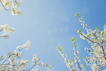 A frame of white blossoming cherry branches with delicate green leaves against a blue sky with sunny highlights