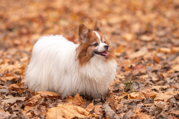 Portrait of a young purebred papillon dog in an autumn park.