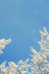 Blue sky with sunny highlights and white flowering branches below