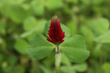 Close-up of flowering crimson clover plants in the field. Trifolium incarnatum field on springtime season