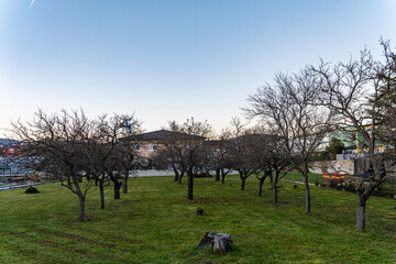 Bare trees in a quiet residential orchard during early winter with green grass and clear blue sky, showcasing a peaceful suburban landscape.