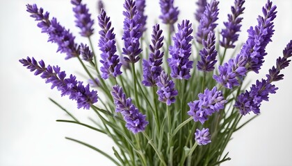 Naklejka premium Beautiful display of blooming lavender plants, showcasing their vibrant purple flowers and fresh stems.