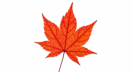 maple leaf isolated on a white background 